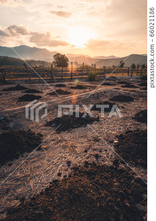 Countryside,Cows fields and evening light 66021186