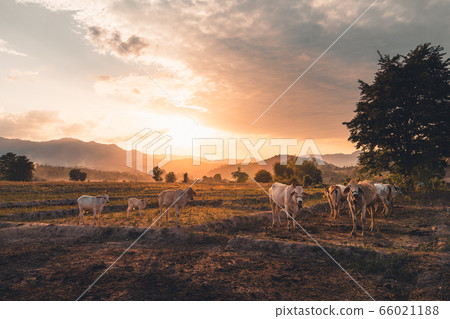 Countryside,Cows fields and evening light Countryside,Cows fields and evening light 66021188