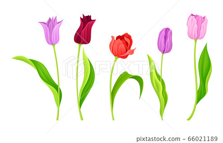 Cup-shaped Tulip Flowers with Bright... - Stock Illustration [66021189 ...