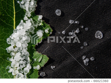Close-up of natural leaf with hailstones on black 66021360