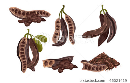 Carob Plant Edible Pods Isolated on White Background Vector Set Carob Plant Edible Pods Isolated on White Background Vector Set 66021419