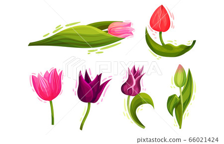 Cup-shaped Tulip Flowers with Bright Actinomorphic Buds on Green Stem with Cauline Leaves Vector Set Cup-shaped Tulip Flowers with Bright Actinomorphic Buds on Green Stem with Cauline Leaves Vector Set 66021424
