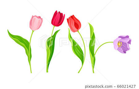 Cup-shaped Tulip Flowers with Bright Actinomorphic Buds on Green Stem with Cauline Leaves Vector Set Cup-shaped Tulip Flowers with Bright Actinomorphic Buds on Green Stem with Cauline Leaves Vector Set 66021427