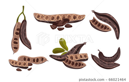 Carob Plant Edible Pods Isolated on White Background Vector Set 66021464