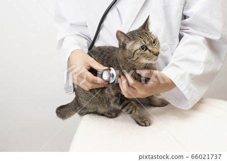Hand of a veterinarian applying a stethoscope to a cat 66021737