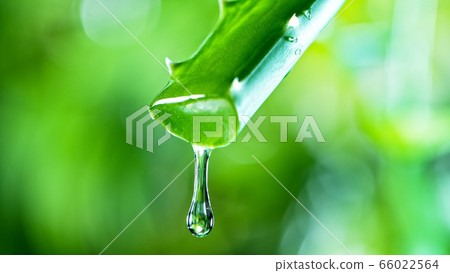Dropping aloe vera liquid from leaf. 66022564
