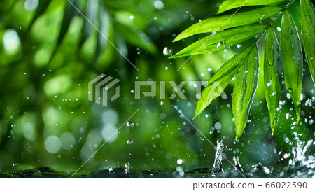 fresh green leaves with water drops over the water 66022590