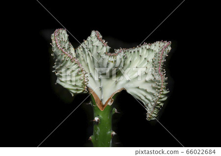 Crested Euphorbia on a black background 66022684