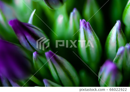Onion flowers. Purple flower buds Onion flowers. Purple flower buds 66022922