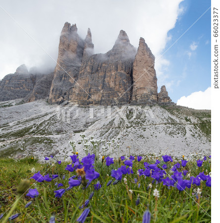 Tre Cime di Lavaredo with beautiful flowering 66023377