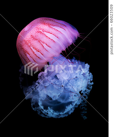 The Purple-striped Jellyfish (Chrysaora colorata) The Purple-striped Jellyfish (Chrysaora colorata) 66023509