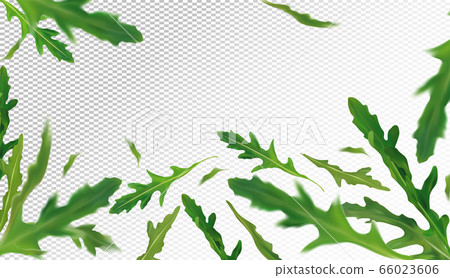 Arugula leaves background. Flying green ruccola on transparent background. Fresh arugula falling from different angles. Vector illustration 66023606