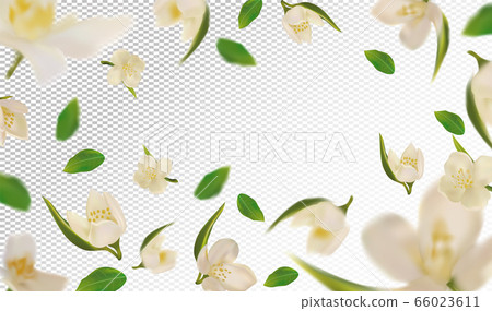 3D realistic jasmine with green leaf. White... - Stock Illustration  [66023611] - PIXTA