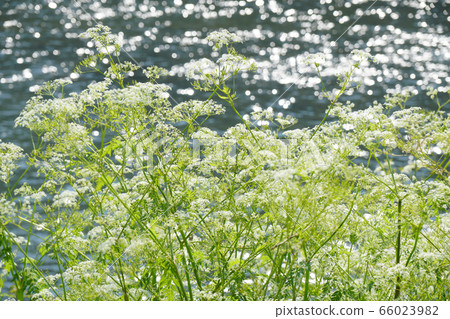 Hanaud is dense like a wall on the riverside ... 1 66023982