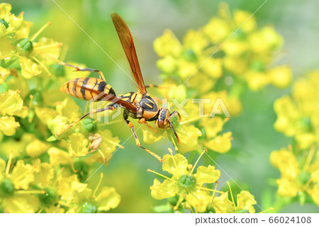 Asianigakubi Asianigakubi 66024108