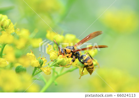 Asianigakubi 66024113