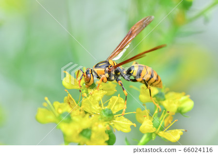 Asianigakubi 66024116