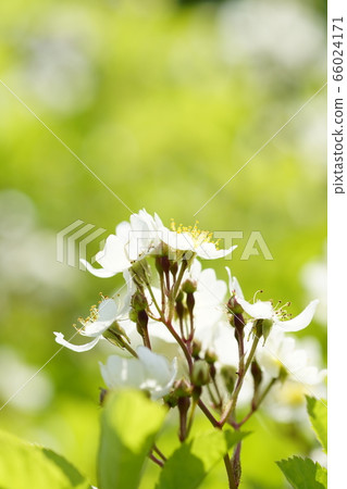 Rose 66024171