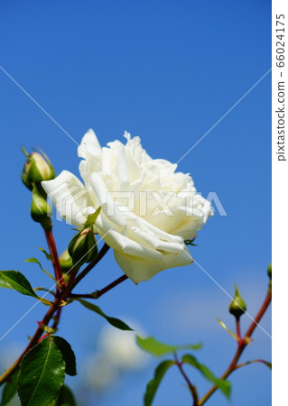 Rose (fresh snow) Rose (fresh snow) 66024175