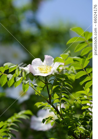 Rose (Pepper rose) Rose (Pepper rose) 66024176