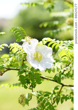 Rose (Pepper rose) Rose (Pepper rose) 66024177