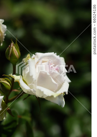 玫瑰(Mi Cerezo) 玫瑰(Mi Cerezo) 66024186