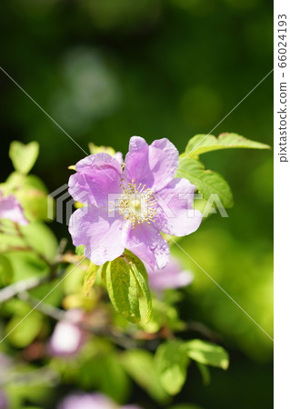 Rose 66024193
