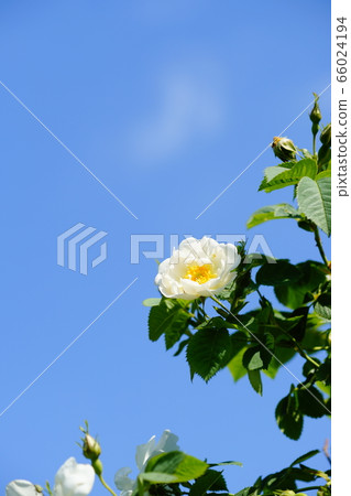 Rose (Alba semiprena) Rose (Alba semiprena) 66024194