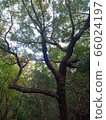 In the forest, a unique tree shape 66024197