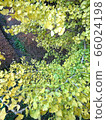 Ginkgo biloba leaves 66024198