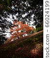 Autumn leaves 66024199