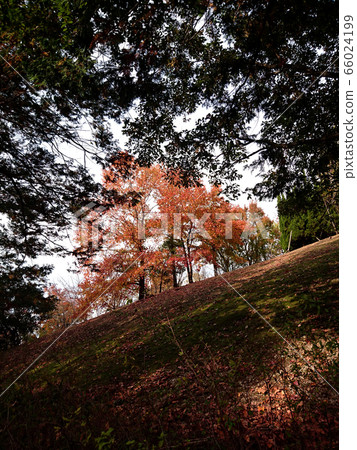 Autumn leaves Autumn leaves 66024199
