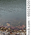 Pond and fallen leaves 66024200