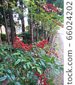 Japanese garden with southern sky 66024202