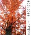 Autumn leaves of Metasequoia 66024203
