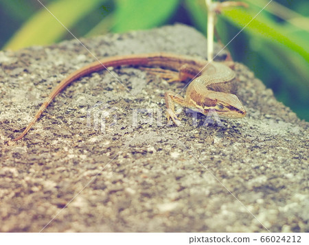 A Japanese grass lizard resting with its eyes closed, unaware that it was being photographed 66024212