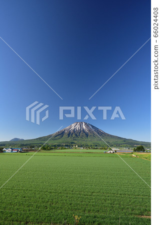 In the early summer of Kutchan-cho, Hokkaido, I took a picture of the morning scenery of Yotei Mountain (Ezo Fuji) and the autumn wheat field In the early summer of Kutchan-cho, Hokkaido, I took a picture of the morning scenery of Yotei Mountain (Ezo Fuji) and the autumn wheat field 66024408