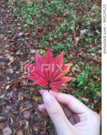Leaves of autumn leaves 66024528