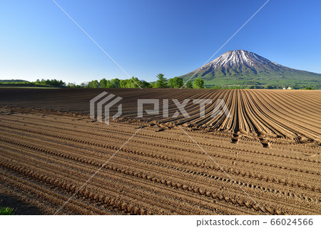 In early summer in Kutchan-cho, Hokkaido, I took a picture of the morning scenery of Mt. Yotei (Ezo Fuji) and the ridges of cultivated fields. 66024566