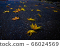 Fallen leaves 66024569