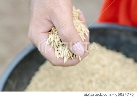 closeup farmer hand holding rice seeds for sowing 66024776