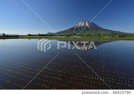 In the early summer of Kutchan, Hokkaido, I took a picture of the morning scenery of Yotei Mountain (Ezo Fuji) and the rice field after rice planting. 66024790