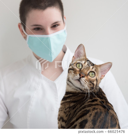 The cat is sitting on the table in front of the veterinarian. The animal has turned away from the doctor and is looking at the camera. Anxiety and curiosity. 66025476