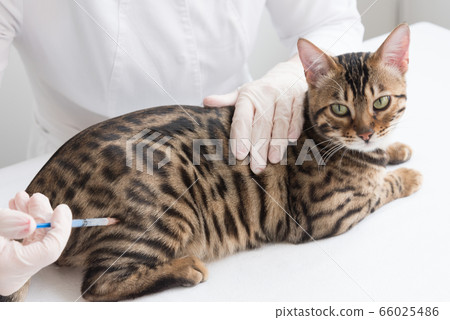 The cat is located on the table in front of the veterinarian. The doctor makes an intramuscular injection. Care and treatment, vaccination. 66025486