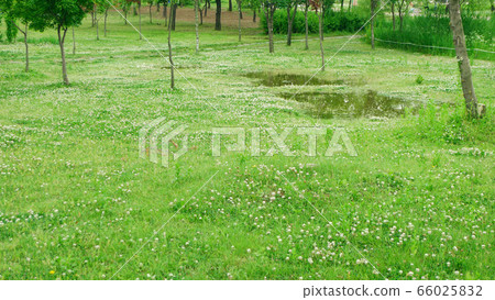 lawn lawn 66025832