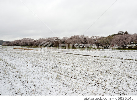 千葉縣白井市今井的櫻花 66026143