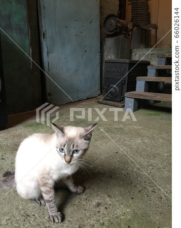 一隻貓 一隻貓 66026144