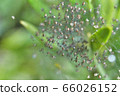 Spreading spider's house 66026152