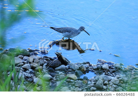 黃腿sand（珩科鳥） 66026488
