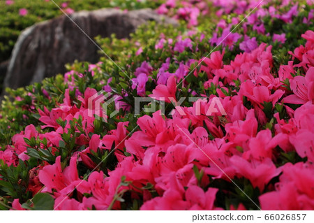 Azalea flower Azalea flower 66026857
